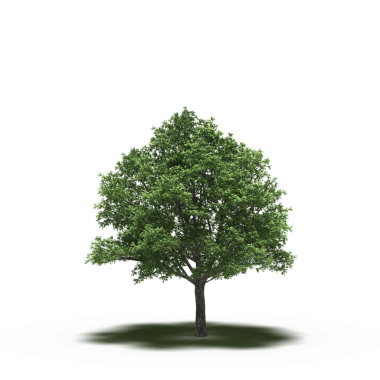 Beyaz arkaplanda izole edilmiş yeşil ağaç, üç boyutlu resimleme