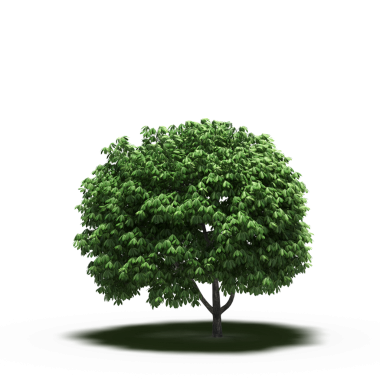 Beyaz arkaplanda izole edilmiş yeşil ağaç, üç boyutlu resimleme