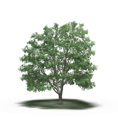 Beyaz arkaplanda izole edilmiş yeşil ağaç, üç boyutlu resimleme