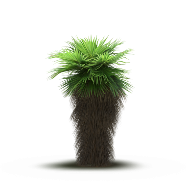 Beyaz arkaplanda izole edilmiş yeşil palmiye ağacı, üç boyutlu resimleme