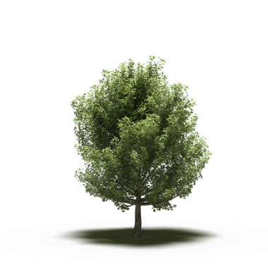 Beyaz arkaplanda izole edilmiş yeşil ağaç, üç boyutlu resimleme
