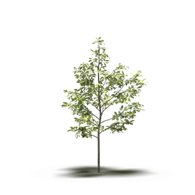 Beyaz arkaplanda izole edilmiş yeşil ağaç, üç boyutlu resimleme