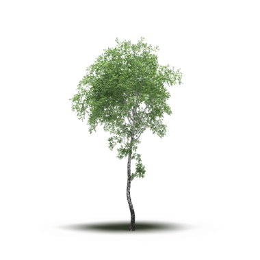 Beyaz arkaplanda izole edilmiş yeşil ağaç, üç boyutlu resimleme