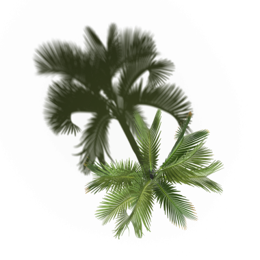 Beyaz arkaplanda izole edilmiş yeşil palmiye ağacı, üç boyutlu resimleme