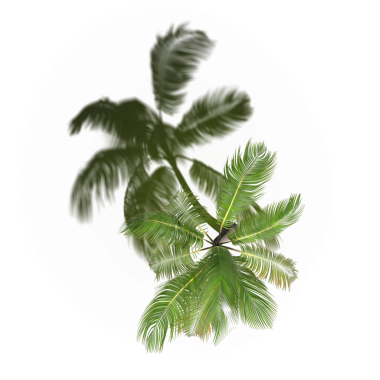 Beyaz arkaplanda gölgesi olan yeşil palmiye ağacı, üç boyutlu resimleme