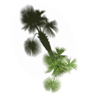 Beyaz arkaplanda gölgesi olan yeşil palmiye ağacı, üç boyutlu resimleme