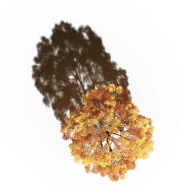 Beyaz arkaplanda gölgesi olan sonbahar ağacı, üç boyutlu resimleme