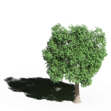 Beyaz arkaplanda gölgesi olan yeşil ağaç, üç boyutlu resimleme