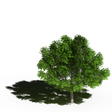 Beyaz arkaplanda gölgesi olan yeşil ağaç, üç boyutlu resimleme