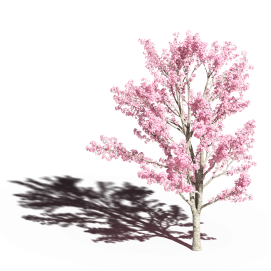 Beyaz arkaplanda izole edilmiş güzel sakura ağacının 3D görüntüsü