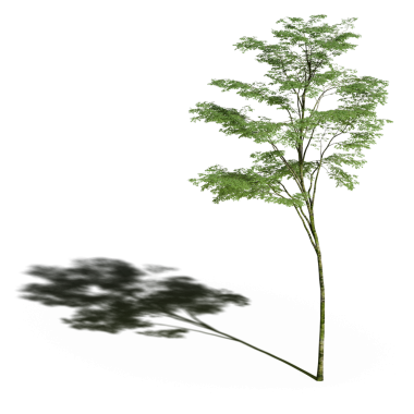 Beyaz arkaplanda gölgesi olan yeşil ağaç, üç boyutlu resimleme