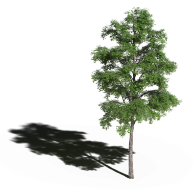 Beyaz arkaplanda gölgesi olan yeşil ağaç, üç boyutlu resimleme