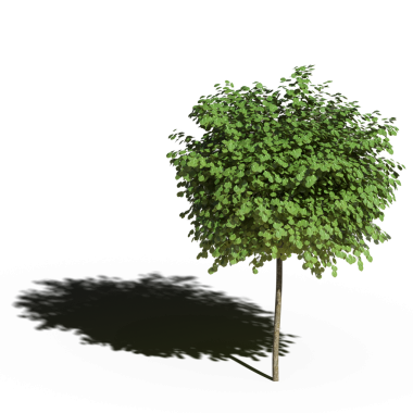 Beyaz arkaplanda gölgesi olan yeşil ağaç, üç boyutlu resimleme