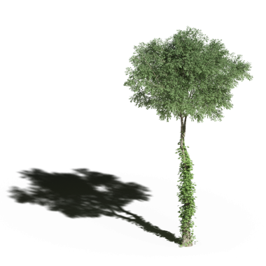 Beyaz arkaplanda gölgesi olan yeşil ağaç, üç boyutlu resimleme