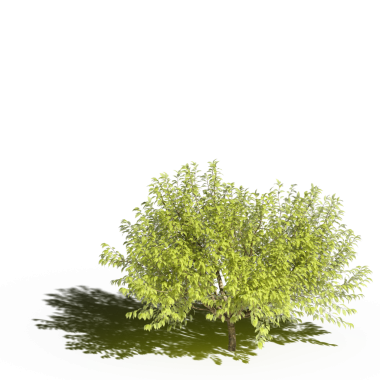 Beyaz arkaplanda gölgesi olan yeşil ağaç, üç boyutlu resimleme