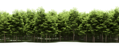 Yeşil orman, gerçekçi 3D görüntüleme beyaz arka planda izole