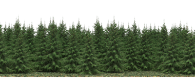 Firavun ağacı ormanı, gerçekçi 3D görüntüleme beyaz arka planda izole