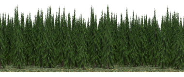 Firavun ağacı ormanı, gerçekçi 3D görüntüleme beyaz arka planda izole