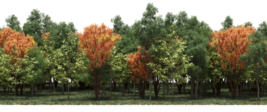 Yeşil ve sarı ağaçlı sonbahar ormanı, beyaz arka planda izole edilmiş 3D gerçekçi.