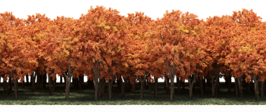 Sonbahar ormanı, gerçekçi 3D görüntüleme beyaz arka planda izole