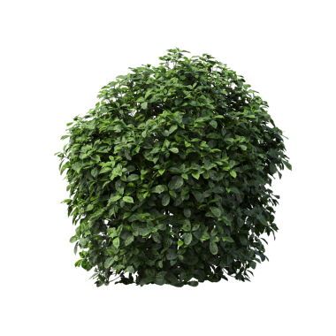 Beyaz arkaplanda izole edilmiş yeşil ağaç, üç boyutlu resimleme