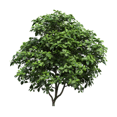 Beyaz arkaplanda izole edilmiş yeşil ağaç, üç boyutlu resimleme