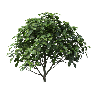 Beyaz arkaplanda izole edilmiş yeşil ağaç, üç boyutlu resimleme