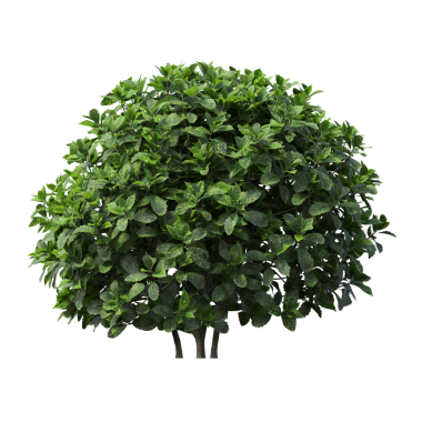 Beyaz arkaplanda izole edilmiş yeşil ağaç, üç boyutlu resimleme