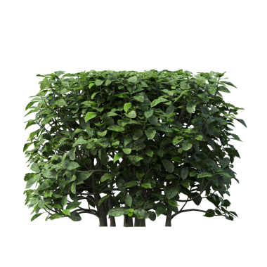 Beyaz arkaplanda izole edilmiş yeşil ağaç, üç boyutlu resimleme