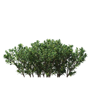 Beyaz arkaplanda izole edilmiş yeşil ağaç, üç boyutlu resimleme