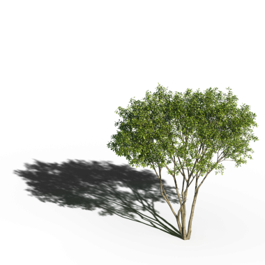 Beyaz arkaplanda gölgesi olan yeşil ağaç, üç boyutlu resimleme