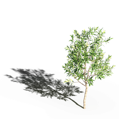 Beyaz arkaplanda gölgesi olan yeşil ağaç, üç boyutlu resimleme