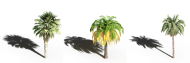 Palmiye ağaçları koleksiyonu. Beyaz arkaplanda izole edilmiş yeşil palmiyelerin gerçekçi 3D görüntülemesi