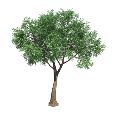 Beyaz arkaplanda izole edilmiş yeşil ağaç, üç boyutlu resimleme