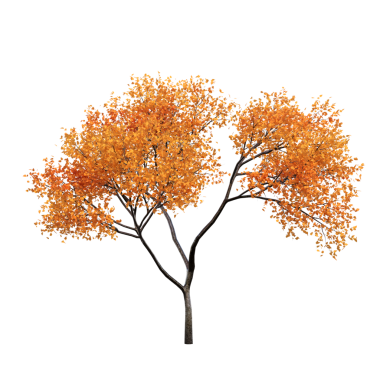 Beyaz arkaplanda izole edilmiş sonbahar ağacı, 3 boyutlu resimleme