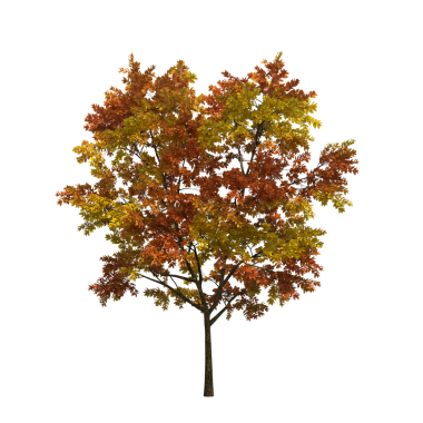 Beyaz arkaplanda izole edilmiş sonbahar ağacı, 3 boyutlu resimleme