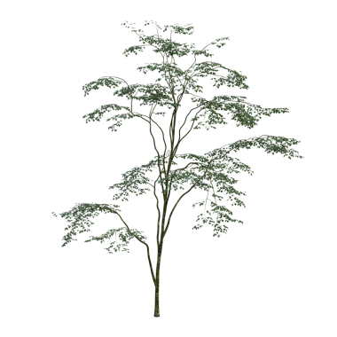 Beyaz arkaplanda izole edilmiş yeşil ağaç, üç boyutlu resimleme