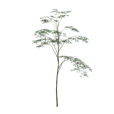 Beyaz arkaplanda izole edilmiş yeşil ağaç, üç boyutlu resimleme