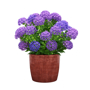 Beyaz arka planda izole edilmiş mavi ve pembe çiçekli 3D saksı yeşili ev bitkisi