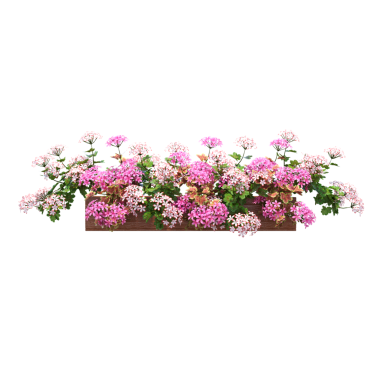 Beyaz arka planda izole edilmiş parlak çiçekli saksı bitkilerinin 3D görüntülenmesi