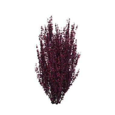 Çalılık, beyaz arkaplanda izole edilmiş, 3 boyutlu illüstrasyon, cg oluşturma