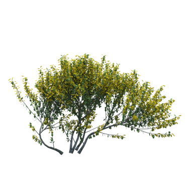 Çalılık, beyaz arkaplanda izole edilmiş, 3 boyutlu illüstrasyon, cg oluşturma