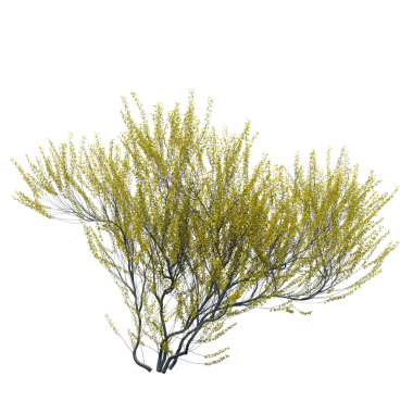 Çalılık, beyaz arkaplanda izole edilmiş, 3 boyutlu illüstrasyon, cg oluşturma