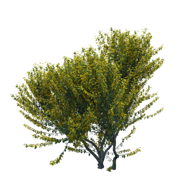 Çalılık, beyaz arkaplanda izole edilmiş, 3 boyutlu illüstrasyon, cg oluşturma