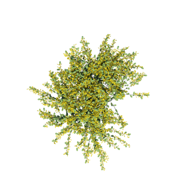 Yeşil çalı bitkisinin 3D görüntüsü beyaz arkaplanda izole edildi