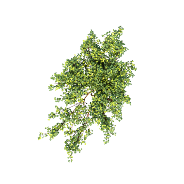 Yeşil çalı bitkisinin 3D görüntüsü beyaz arkaplanda izole edildi