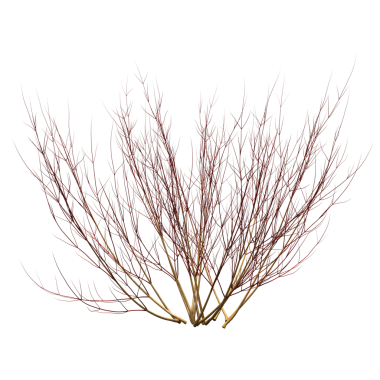 Çalılık, beyaz arkaplanda izole edilmiş, 3 boyutlu illüstrasyon, cg oluşturma