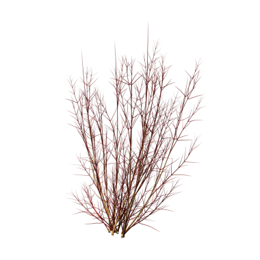 Çalılık, beyaz arkaplanda izole edilmiş, 3 boyutlu illüstrasyon, cg oluşturma