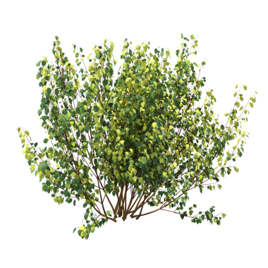 Yeşil çalı bitkisinin 3D görüntüsü beyaz arkaplanda izole edildi