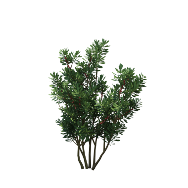 Yeşil çalı bitkisinin 3D görüntüsü beyaz arkaplanda izole edildi